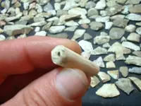 bone 002.webp