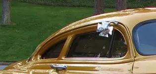 Goldie54ChevyMalteseMirro.webp