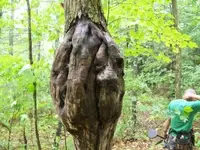 dud cellar hole hunts 018 [].webp