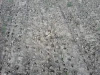 image_7.webp