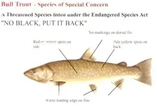 bull_trout.webp