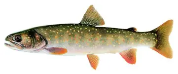 bull_trout.webp