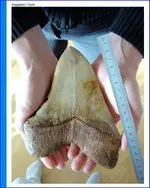 megladon tooth.webp