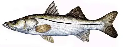 c_snook.webp