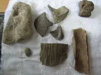 fossils june2010.webp