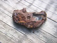 buckle3.webp