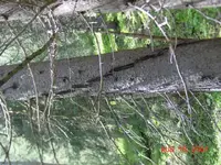 DSC00053.webp