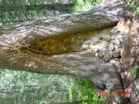 DSC00059.webp