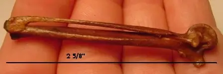 my fossils 446.webp