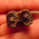 Bison tooth.webp