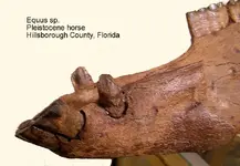 horseequuscanines.webp