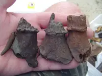 my fossils 490.webp