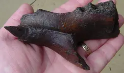 Tapir jaw.webp
