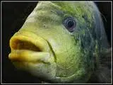 fish.webp