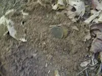 JULY 4TH HUNT WITH FRANK 1794 LARGE CENT 007 [].webp