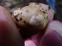 Tuber gibbosum1.webp