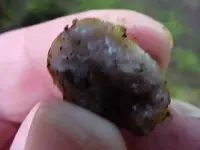 Tuber gibbosum1b.webp