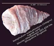 coralrugoseketophyllumsilurian.webp