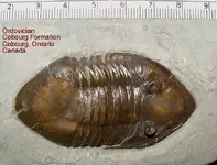 trilobitemysteryA.webp trilobitemysteryA.webp