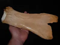 scapula hoe 001.webp