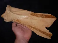 scapula hoe 002.webp
