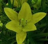 yeller lily.webp