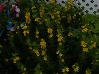 what are these flowers.webp