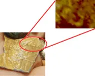 CSA.webp