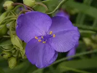 spiderwort.webp