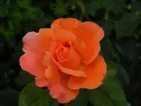 perfectly peachy.webp