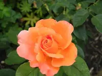 just peachy.webp