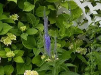 purple pike.webp