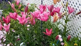 Moms lilies.webp