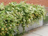 heavenly odors.webp