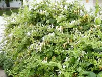 heavenly odors continued.webp