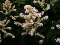 featherly flowers.webp