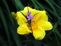 dual beauty.webp
