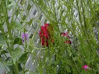 camoflaged beauty.webp