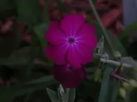 backlit beauty.webp