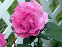 angel face rose.webp