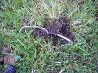 DSCN1137.webp