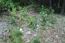 100_2251.webp