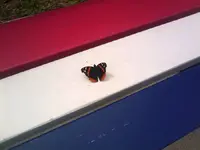 butterfly.webp