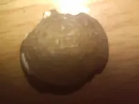 IMG00104-20100721-1142.webp
