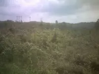 clearcut.webp
