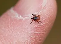 deertick.webp