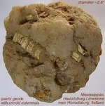 geodecrinoidcolumnals.webp