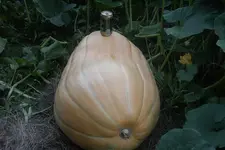 p 023.webp