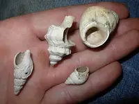 shell 001.webp