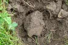 Merc1 Dirt1.webp